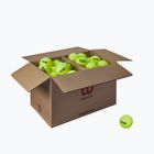 Tennisbälle Wilson Trinity Club 72 pcs. yellow