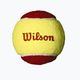 Wilson Starter Red Tball Kinder-Tennisbälle 36 Stück gelb/rot WRT13700B 2