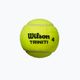 Wilson Triniti TBall Tennisbälle 3 Stück gelb WRT125200+ 3
