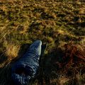 AURA Nom 200 180 cm/rechts Stahlschlafsack 12