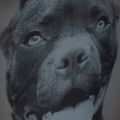Rucksack für Männer Pitbull West Coast Pitbull Ir black/grey 12