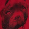 Rucksack für Männer Pitbull West Coast Pitbull Ir black/red 13