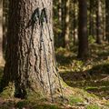 Trekkingstöcke KADVA Torre adjustable carbon green 9