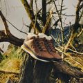 Herrenschuhe New Balance 754 Classic brown 12