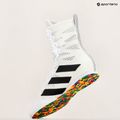 Boxschuhe adidas Box Hog 4 cloud white/core black/cloud white 10