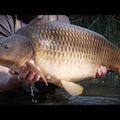 Sportex Purista Carp XTF Karpfen Angelrute schwarz 130275 6