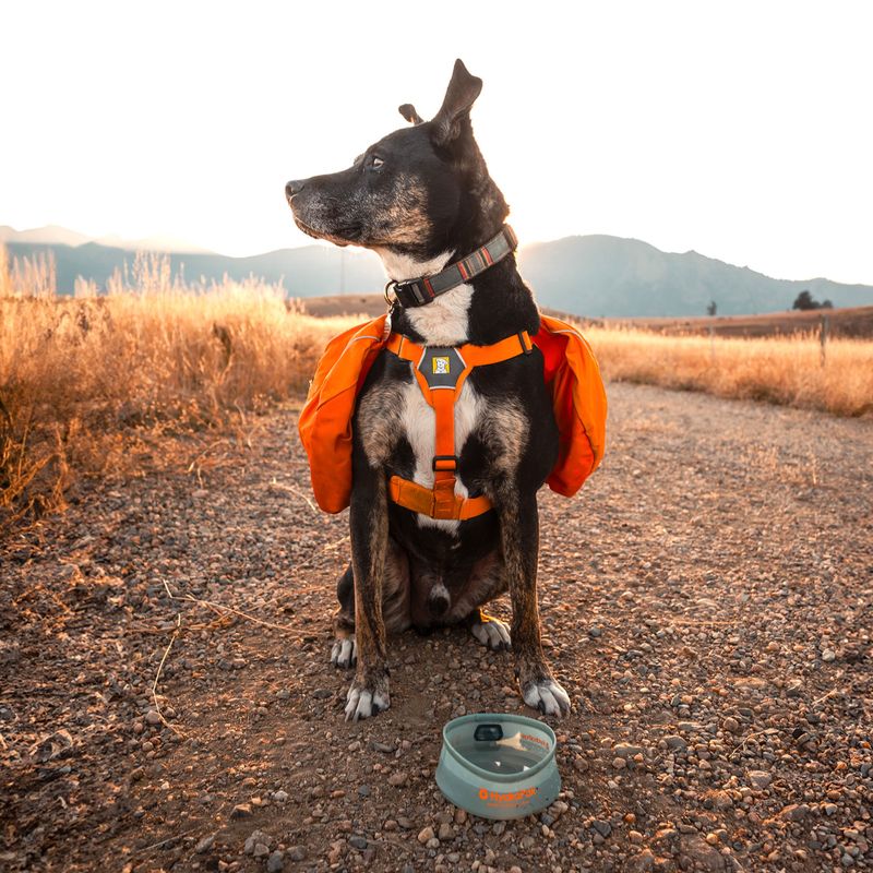 Hundenapf HydraPak Rover sutro green 4