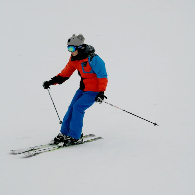 COOLCASC Koala grau Helm Overlay 43 11