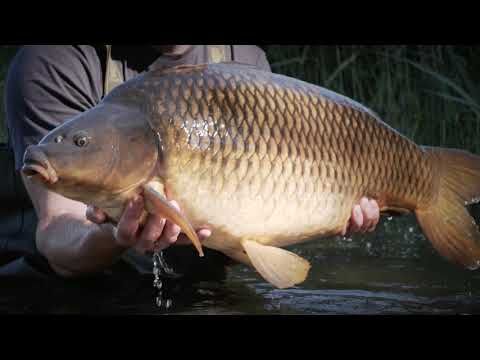 Sportex Purista Carp XTF Karpfen Angelrute schwarz 130275 6