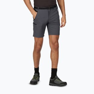 Herren Regatta Xert Stretch III Dichtung grau Trekking-Shorts