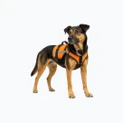 Sport mit Hund